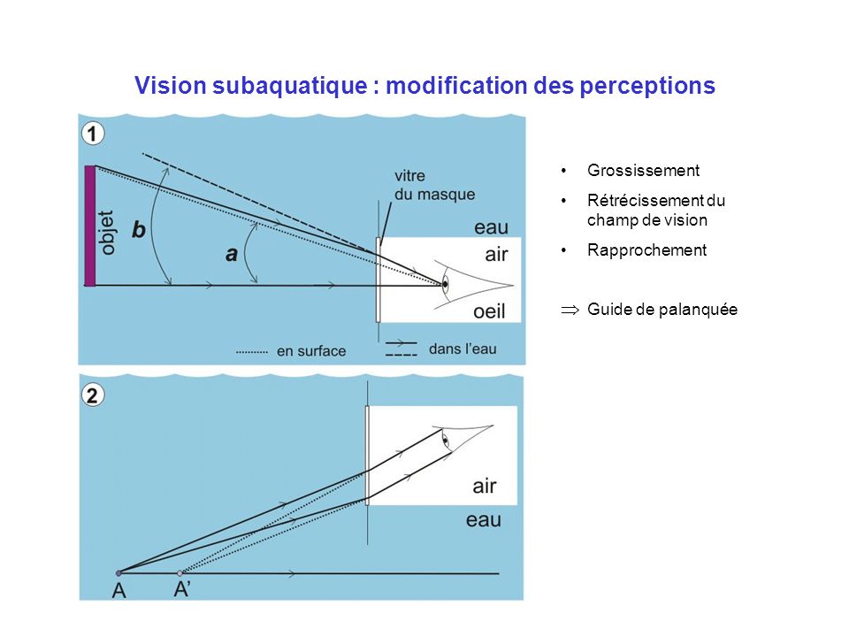 Vision subaquatique : modification des perceptions