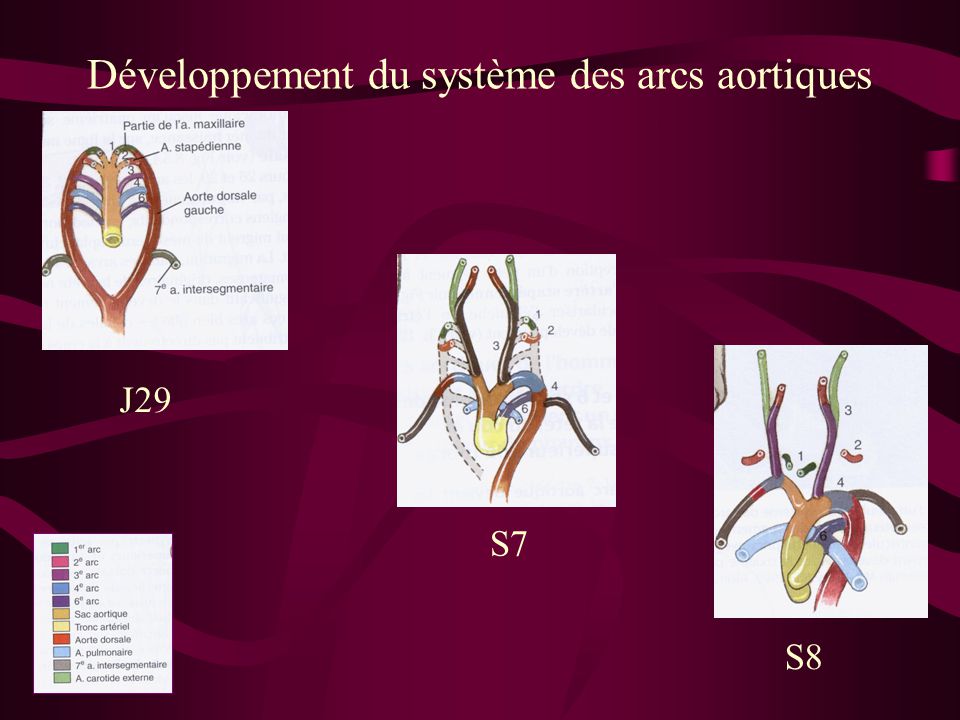 Développement du système des arcs aortiques