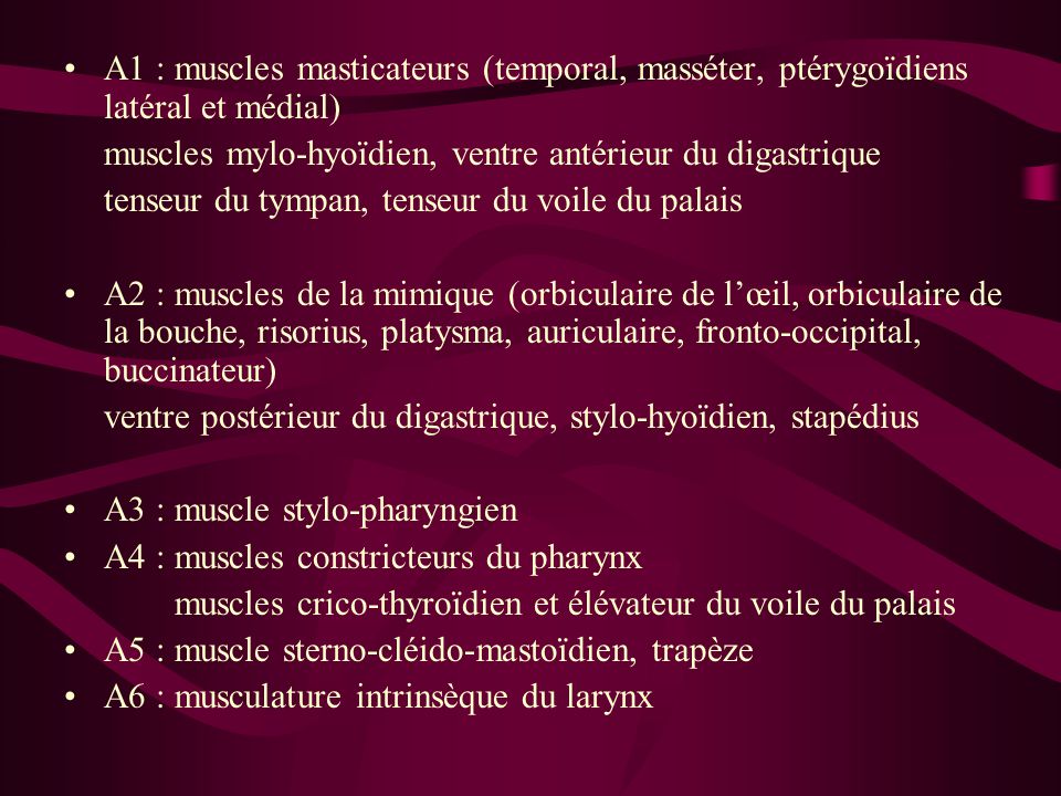 A1 : muscles masticateurs (temporal, masséter, ptérygoïdiens latéral et médial)