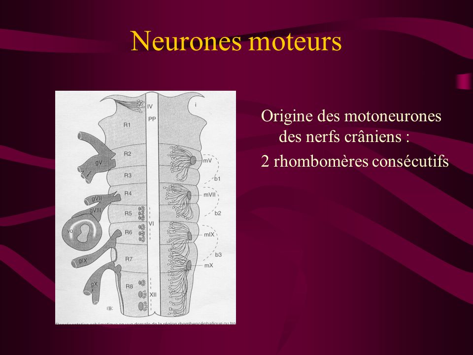 Neurones moteurs Origine des motoneurones des nerfs crâniens :