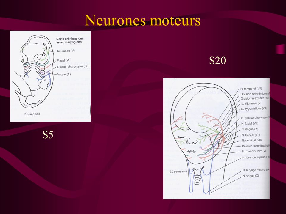 Neurones moteurs S20 S5