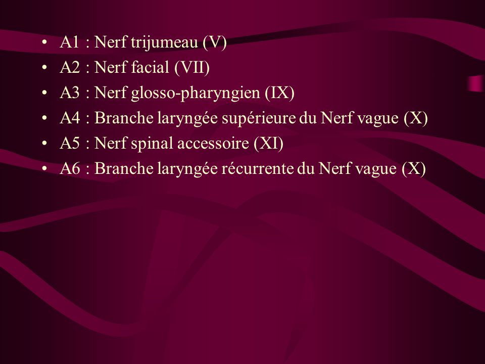 A1 : Nerf trijumeau (V) A2 : Nerf facial (VII) A3 : Nerf glosso-pharyngien (IX) A4 : Branche laryngée supérieure du Nerf vague (X)