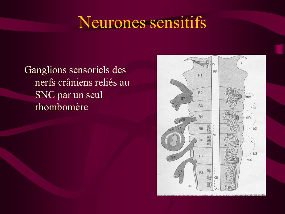 Neurones sensitifs Ganglions sensoriels des nerfs crâniens reliés au SNC par un seul rhombomère
