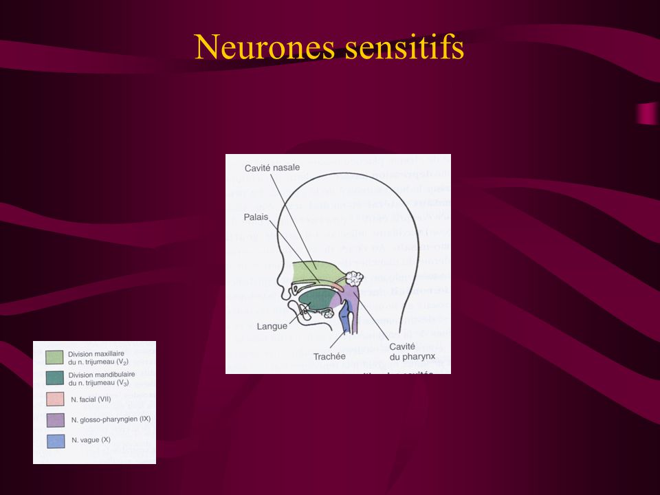 Neurones sensitifs