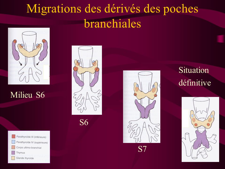 Migrations des dérivés des poches branchiales