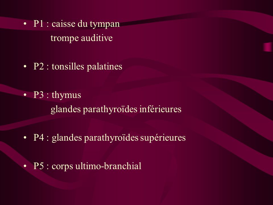P1 : caisse du tympan trompe auditive. P2 : tonsilles palatines. P3 : thymus. glandes parathyroïdes inférieures.