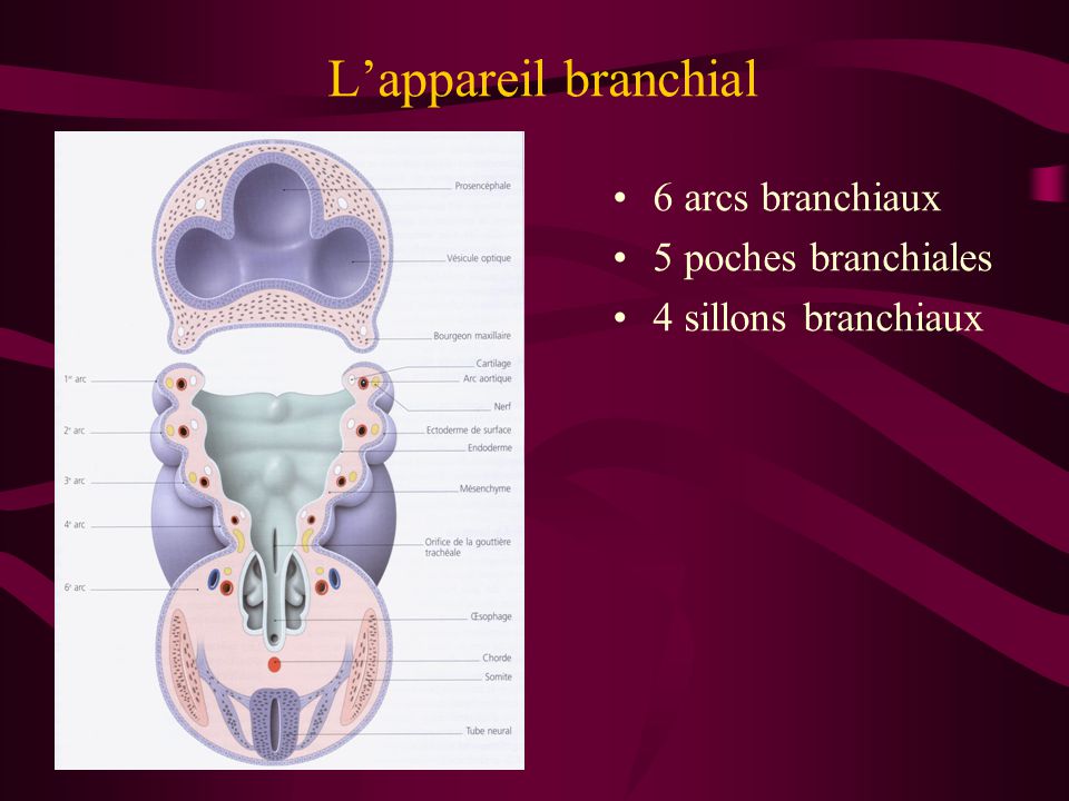 L’appareil branchial 6 arcs branchiaux 5 poches branchiales