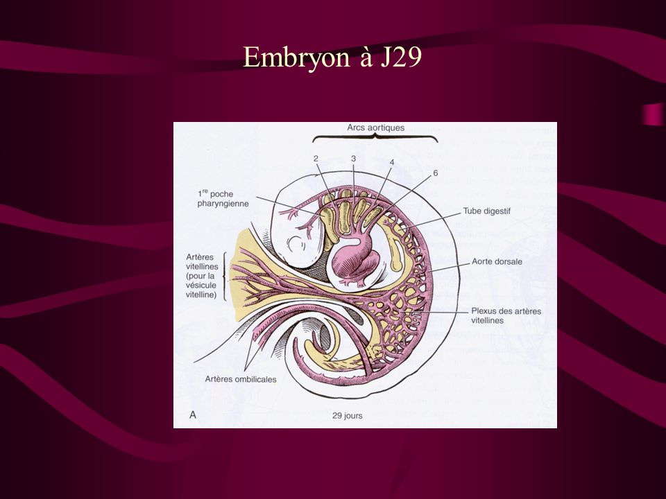 Embryon à J29