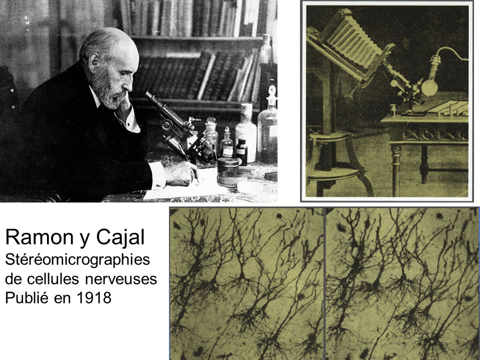 Ramon y Cajal Stéréomicrographies de cellules nerveuses Publié en 1918