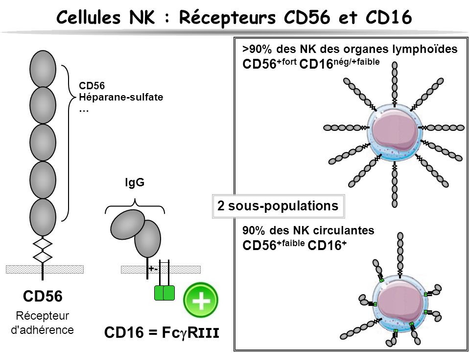 Celluloyd — Tableau de récepteurs cytosoliques-nucléaires