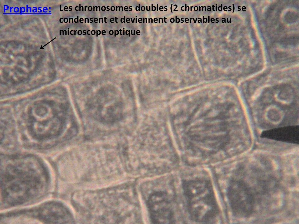 Prophase: Les chromosomes doubles (2 chromatides) se condensent et deviennent observables au microscope optique.