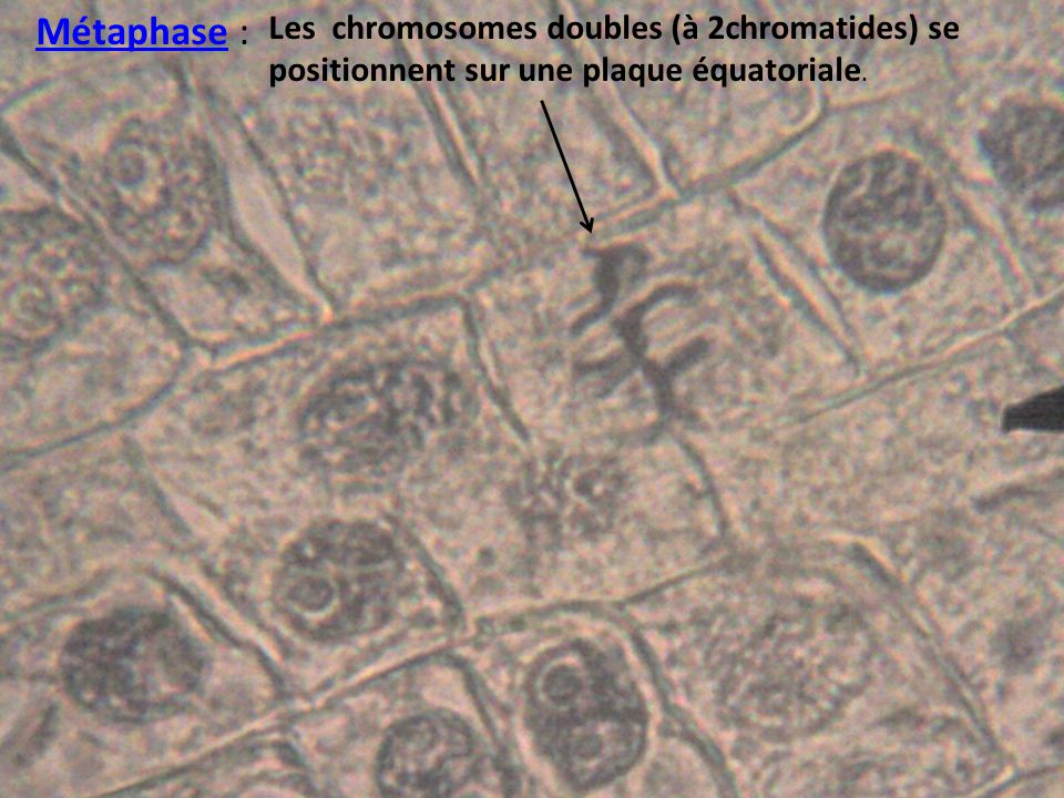 Métaphase : Les chromosomes doubles (à 2chromatides) se positionnent sur une plaque équatoriale.