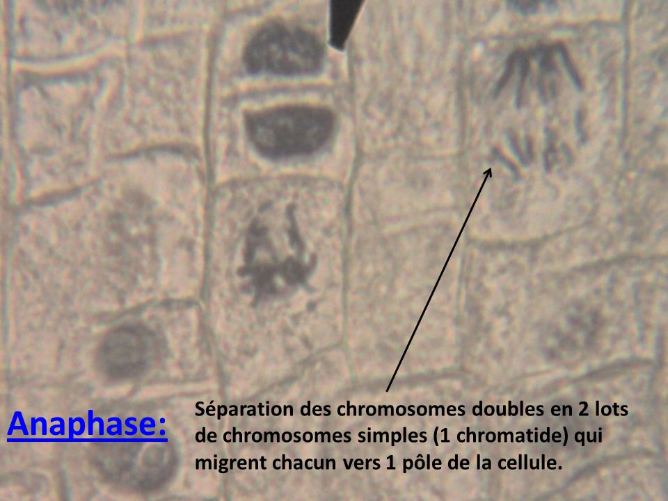 Séparation des chromosomes doubles en 2 lots de chromosomes simples (1 chromatide) qui migrent chacun vers 1 pôle de la cellule.