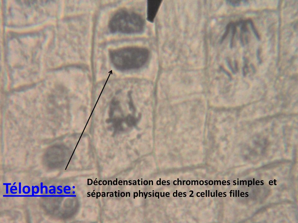 Décondensation des chromosomes simples et séparation physique des 2 cellules filles