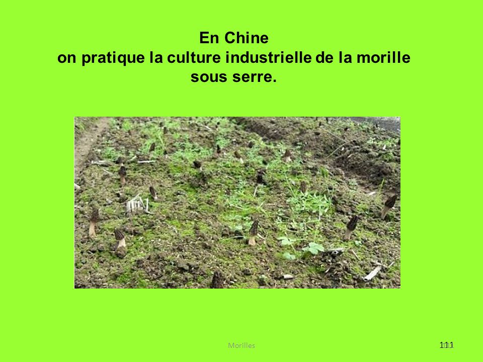 Dans le Tarn-et-Garonne, ils cultivent de la morille sous serre