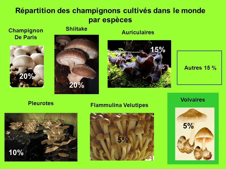Mycélium de Cèpes de Bordeaux Kit de culture champignons (Tube