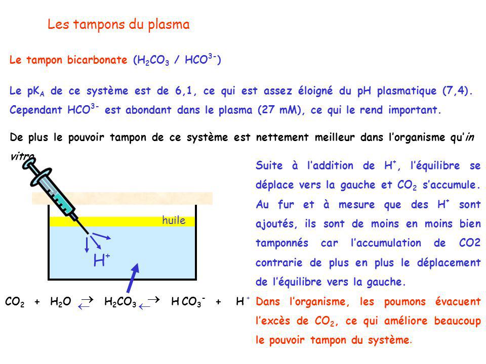  H+ Les tampons du plasma Le tampon bicarbonate (H2CO3 / HCO3-)