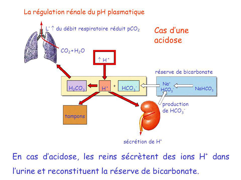La régulation rénale du pH plasmatique