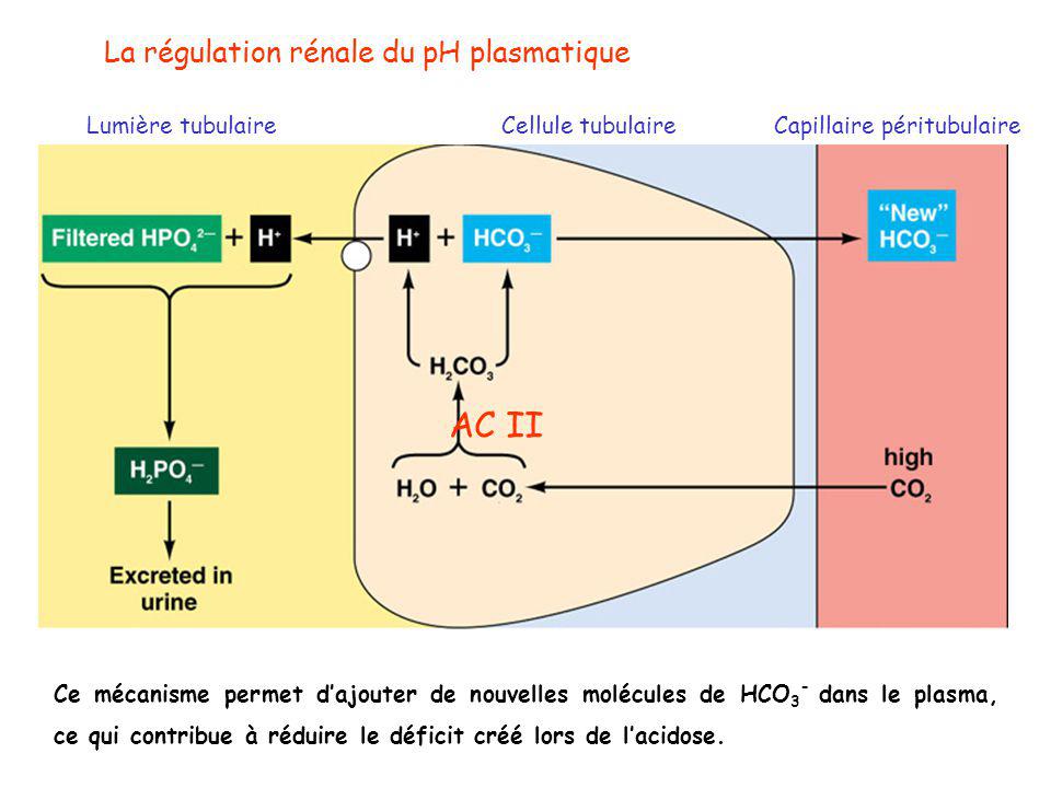 AC II La régulation rénale du pH plasmatique Lumière tubulaire