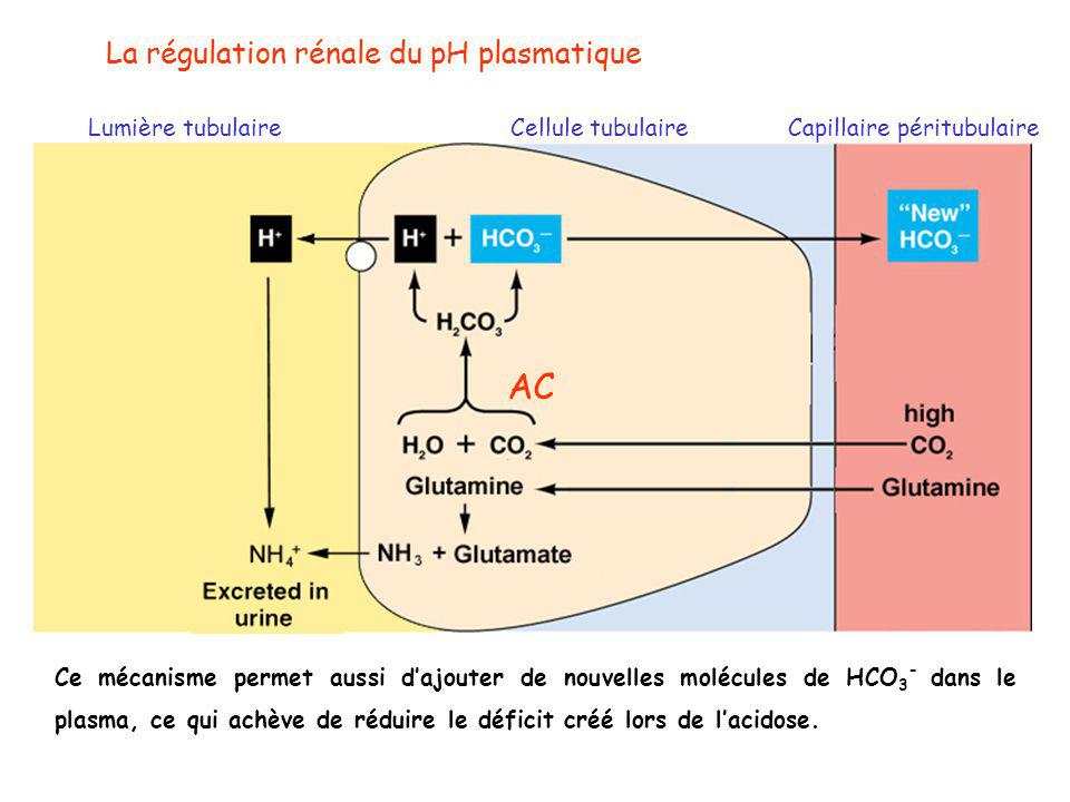 AC La régulation rénale du pH plasmatique Lumière tubulaire
