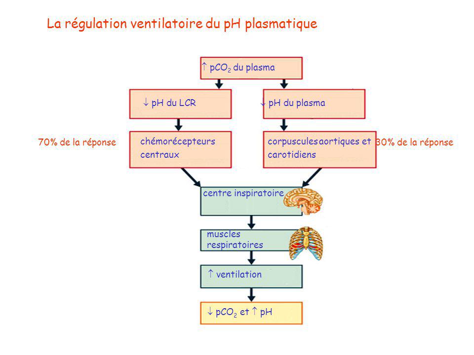 La régulation ventilatoire du pH plasmatique