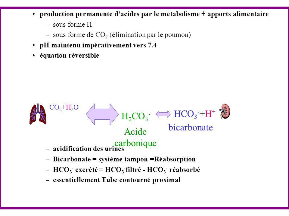 HCO3-+H+ H2CO3- bicarbonate Acide carbonique