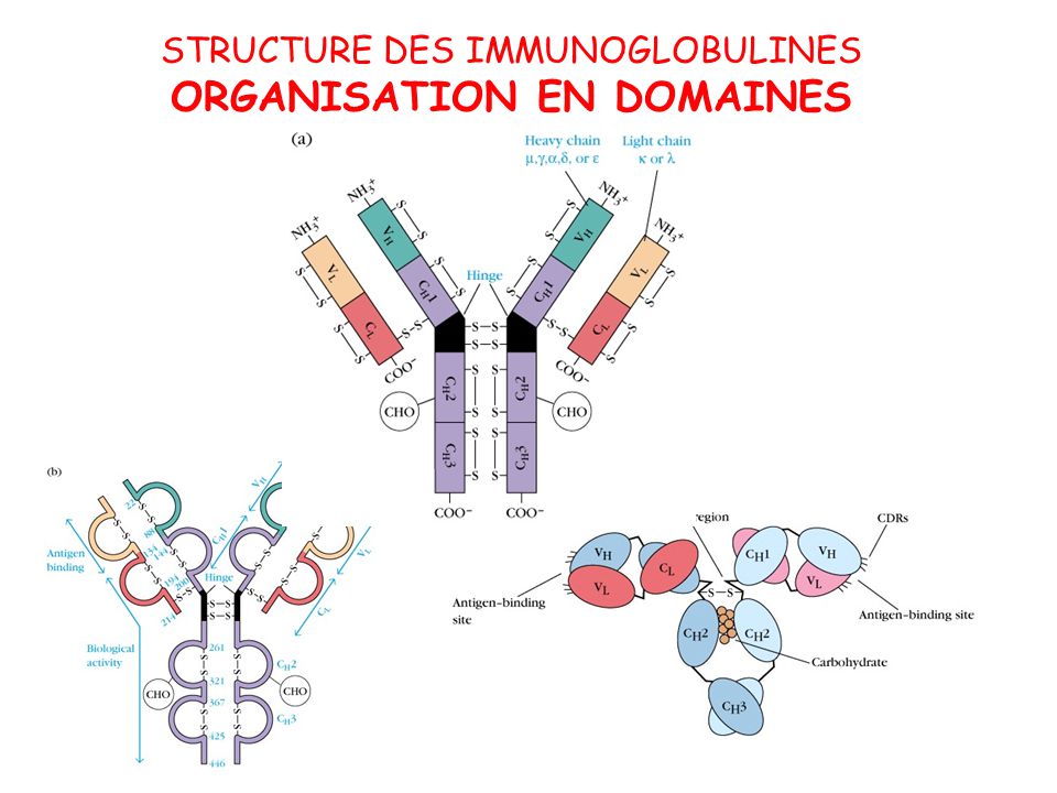 Иммуноглобулины содержат. Семейство иммуноглобулинов. Домены иммуноглобулинов. Иммуноглобулин форма молекулы. Схема строения иммуноглобулинов различных классов.