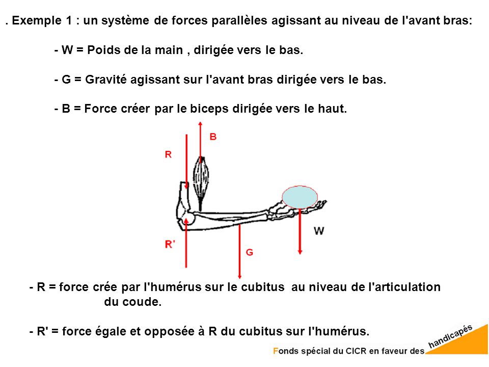 . Exemple 1 : un système de forces parallèles agissant au niveau de l avant bras: