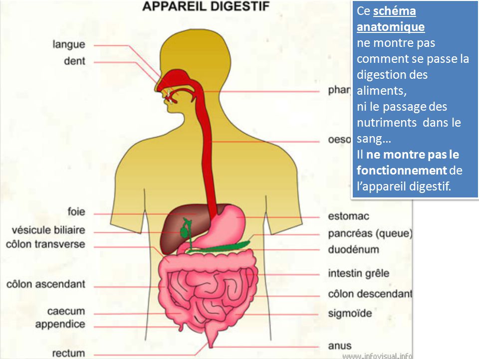 Ce schéma anatomique ne montre pas comment se passe la digestion des aliments, ni le passage des nutriments dans le sang…