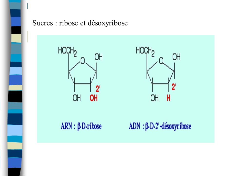 ribose et désoxyribose