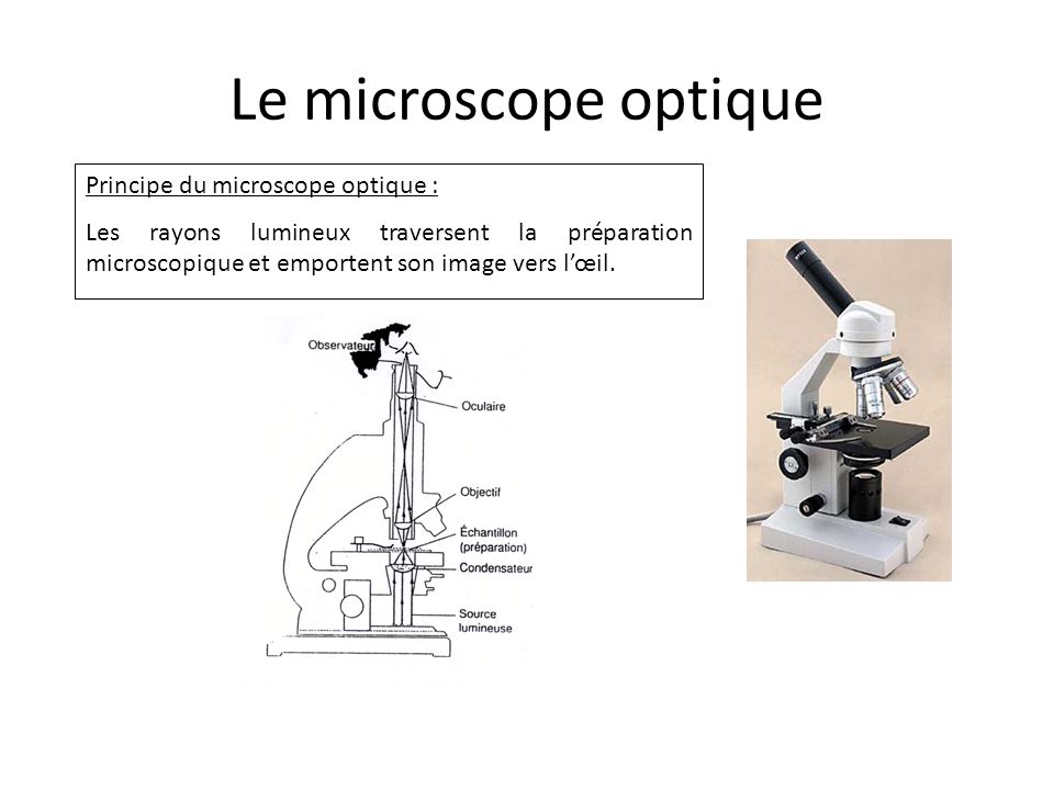 Le microscope optique Principe du microscope optique :