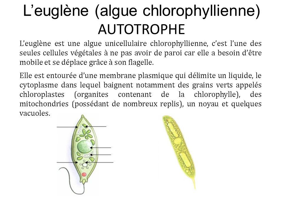 L’euglène (algue chlorophyllienne) AUTOTROPHE