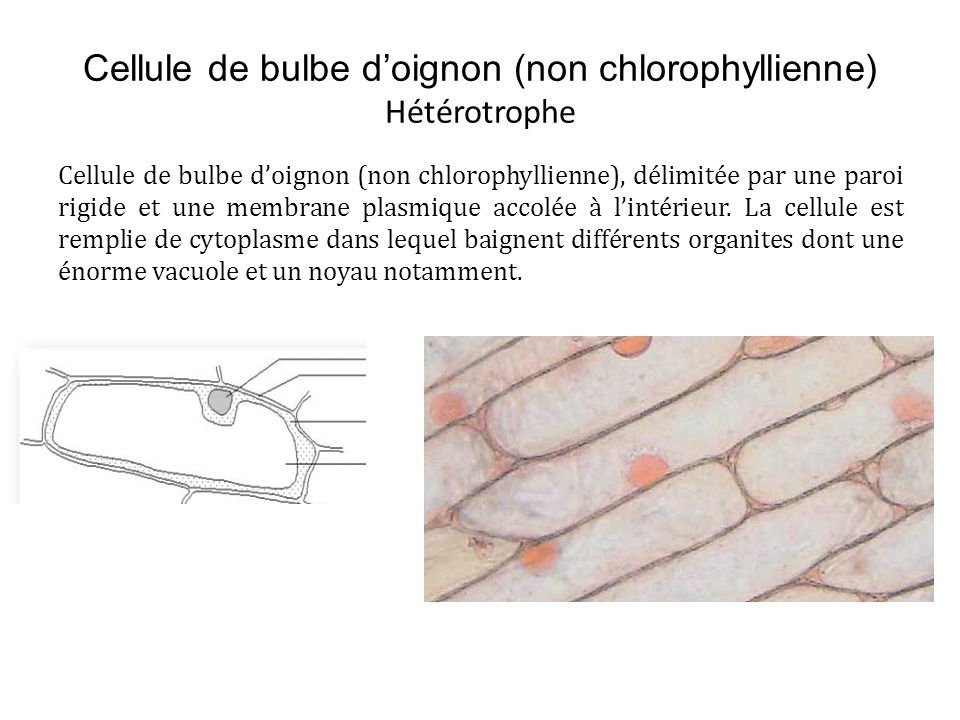 Cellule de bulbe d’oignon (non chlorophyllienne) Hétérotrophe