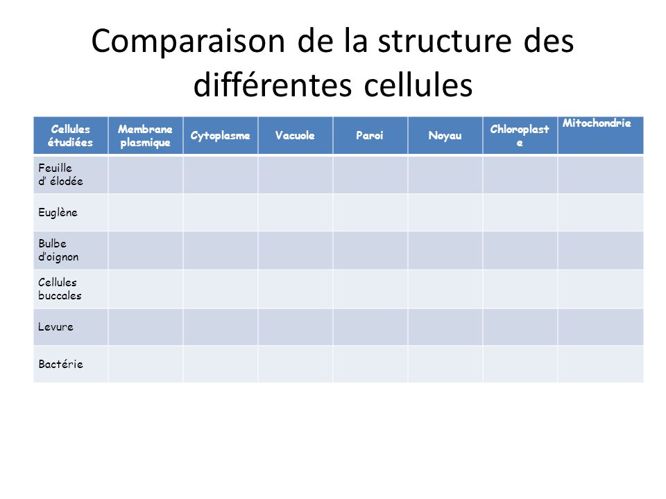 Comparaison de la structure des différentes cellules