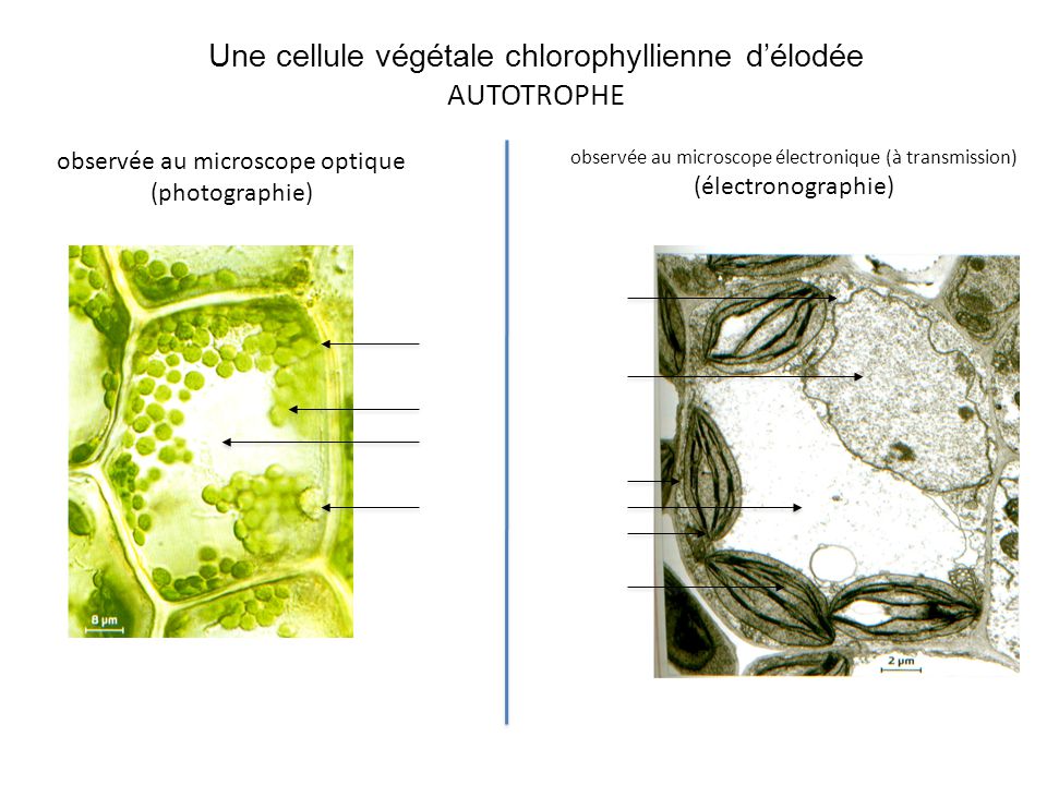 Une cellule végétale chlorophyllienne d’élodée AUTOTROPHE