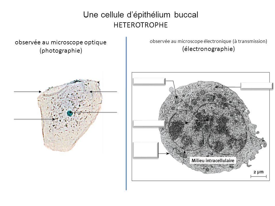 Une cellule d’épithélium buccal HETEROTROPHE