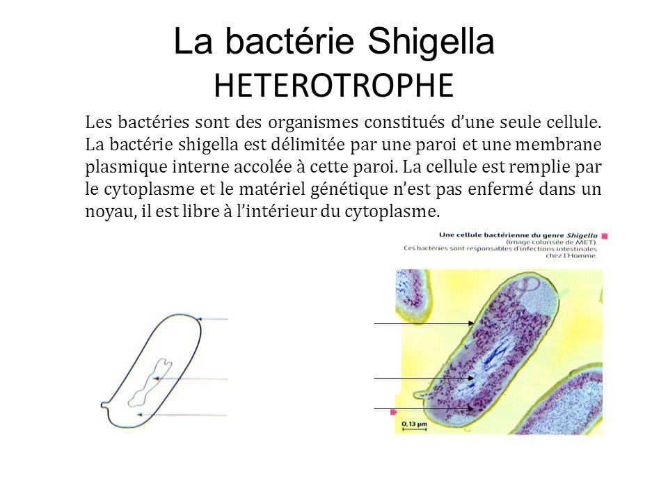 La bactérie Shigella HETEROTROPHE