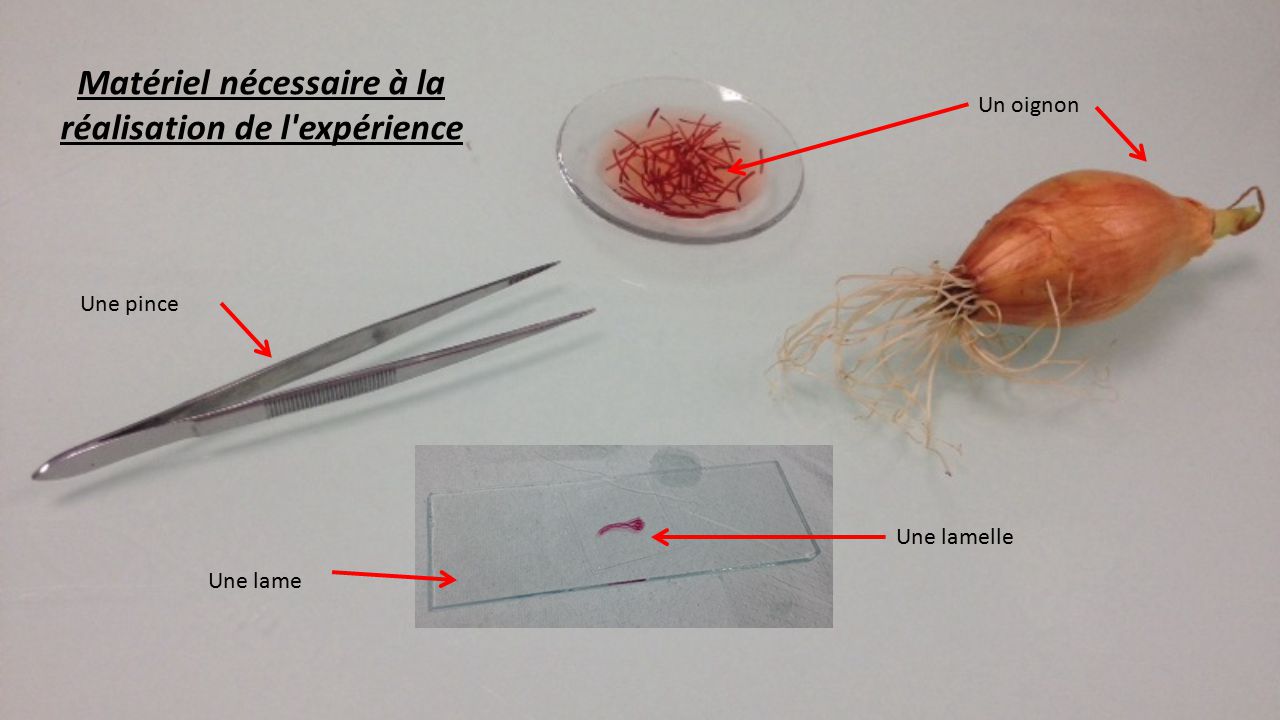 Methode D Observation D Une Cellule D Oignon Au Microscope Ppt Telecharger