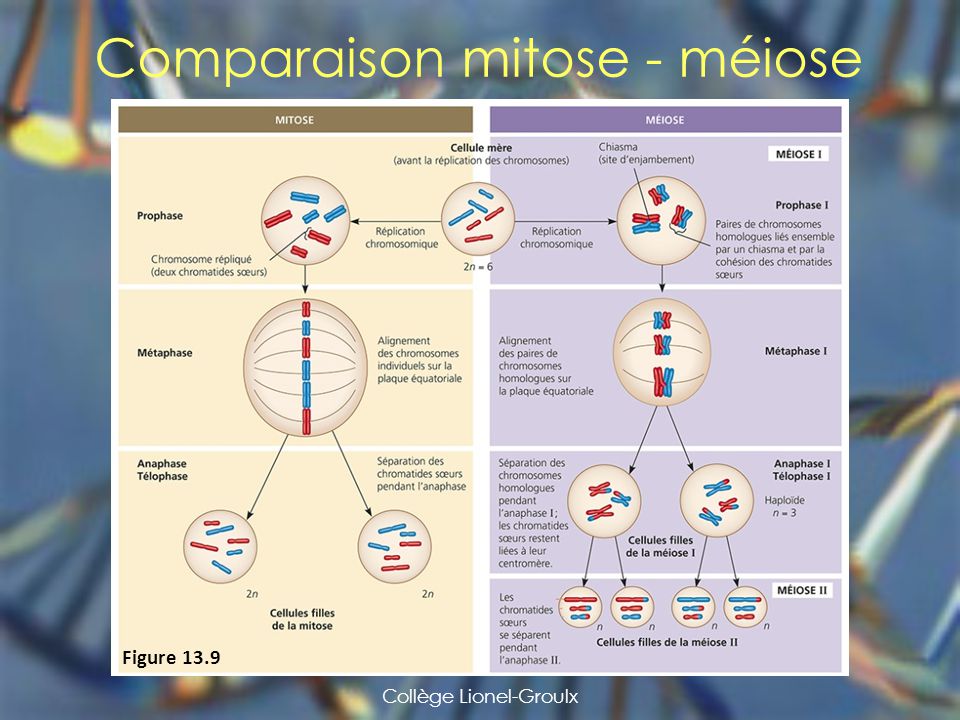 Comparaison mitose - méiose.