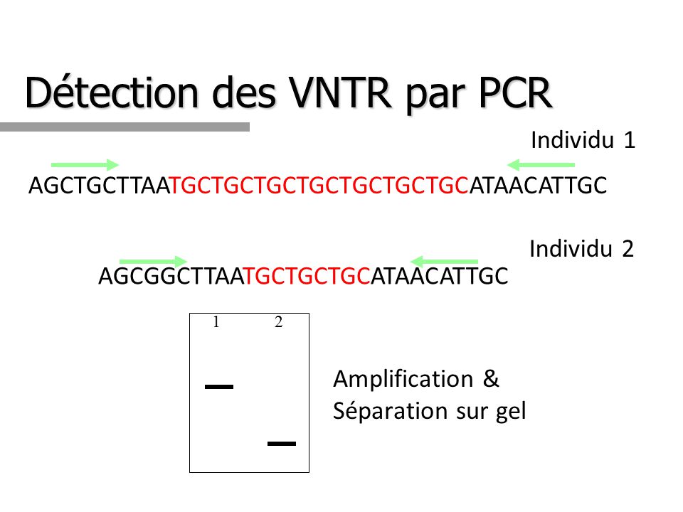 Détection des VNTR par PCR