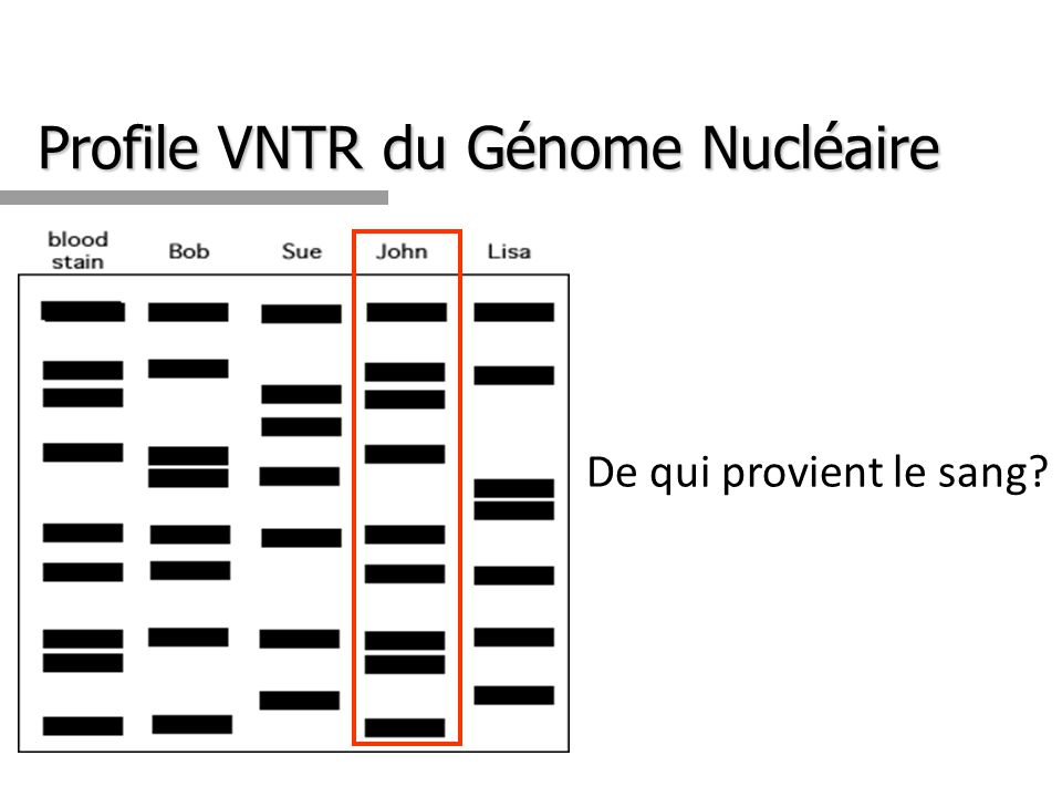 Profile VNTR du Génome Nucléaire