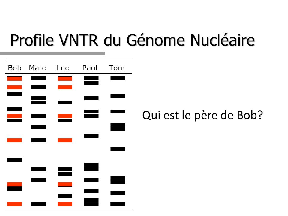 Profile VNTR du Génome Nucléaire
