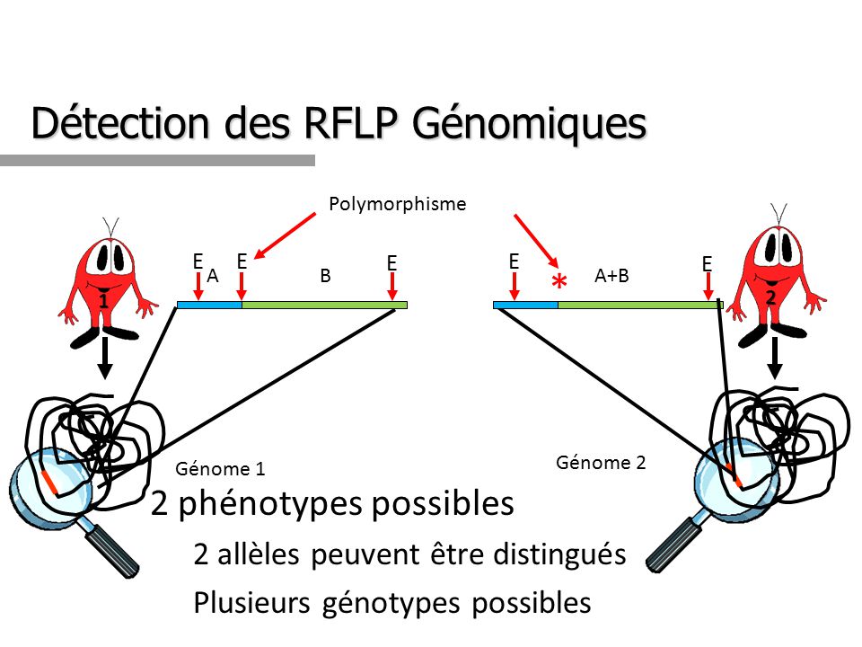 Détection des RFLP Génomiques