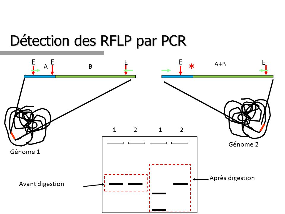 Détection des RFLP par PCR