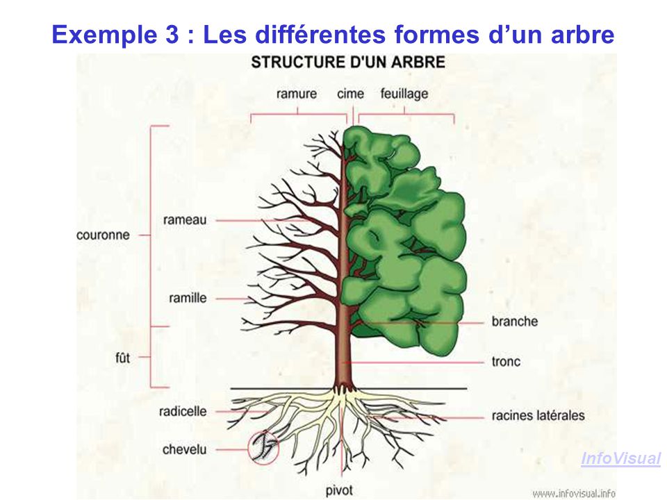 Exemple 3 : Les différentes formes d’un arbre