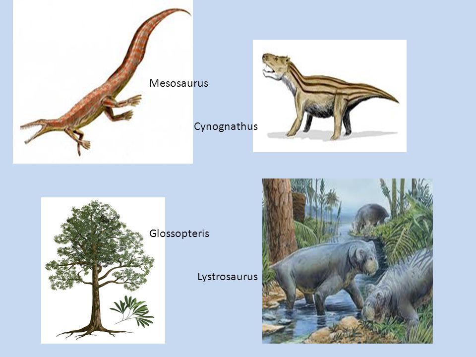 Mesosaurus Cynognathus Glossopteris Lystrosaurus