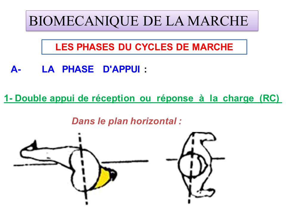 LES PHASES DU CYCLES DE MARCHE