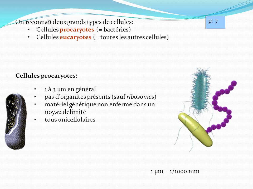 des cellules procaryotes