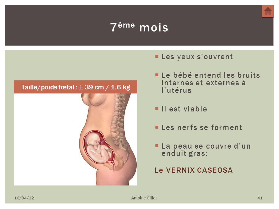 Taille Dun Embryon De 5 Semaines