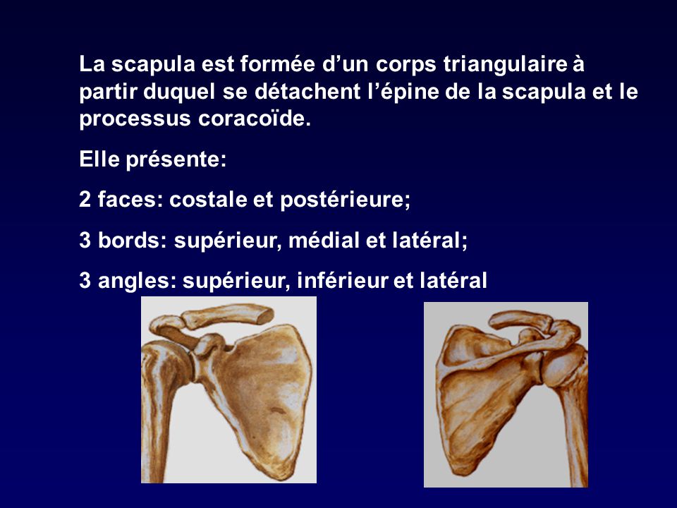 La scapula est formée d’un corps triangulaire à partir duquel se détachent l’épine de la scapula et le processus coracoïde.